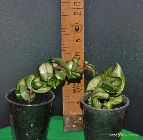 Hoya compacta 'Mauna Loa' (variegata) .