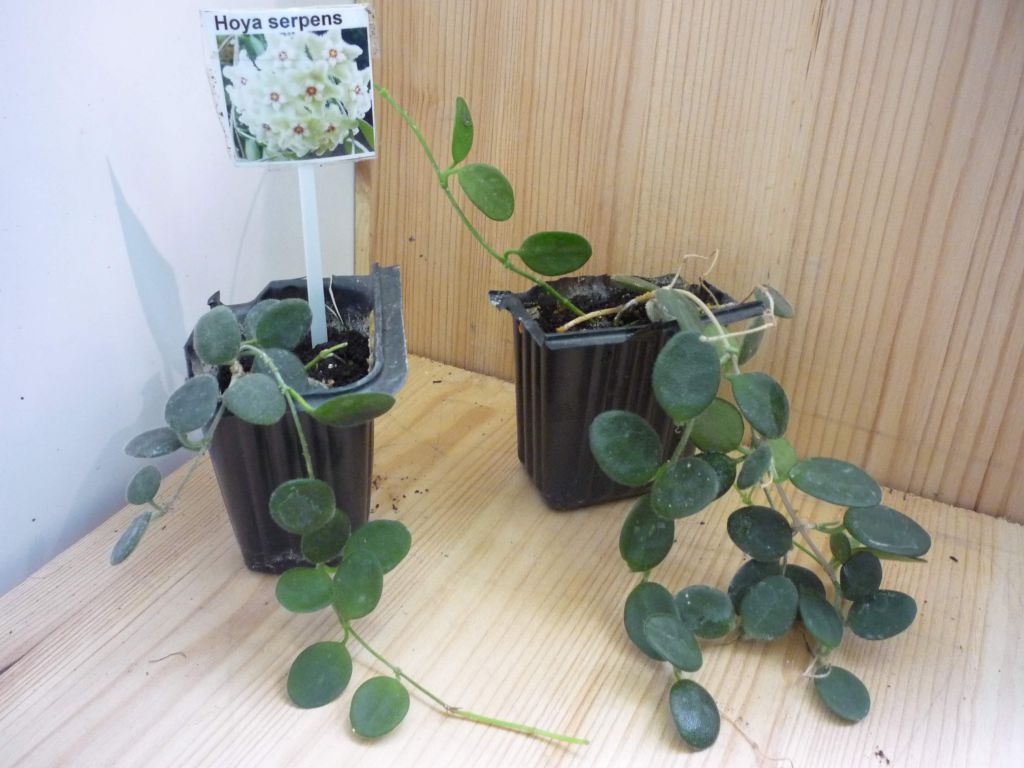 Хойя Серпенс Hoya Serpens