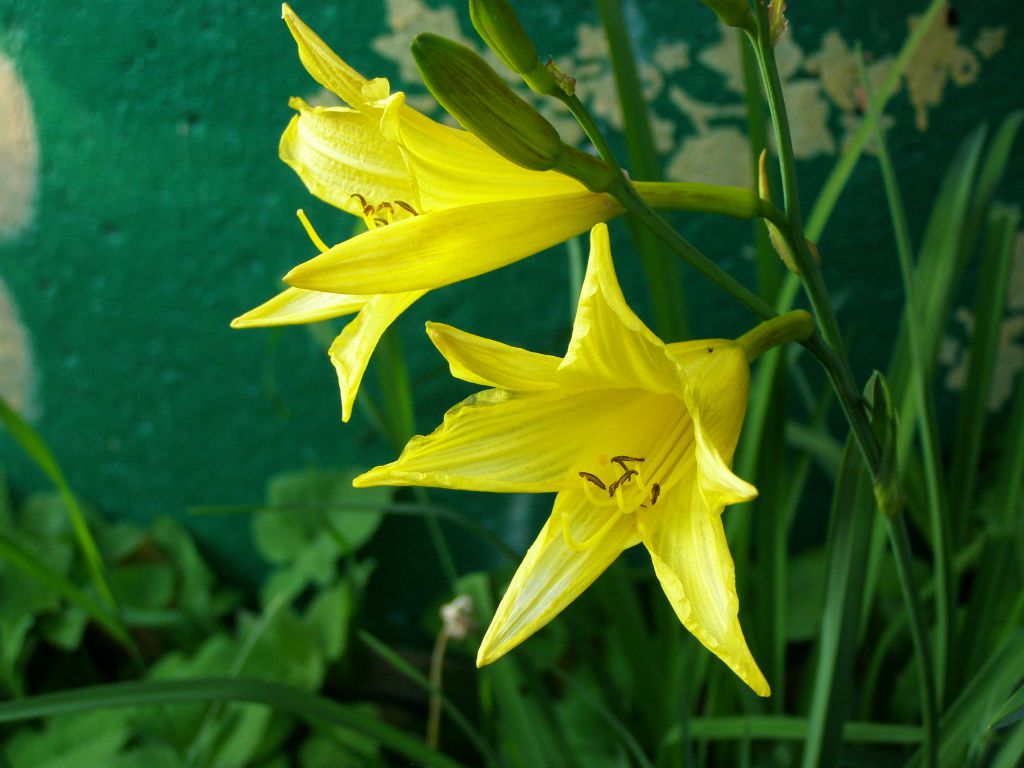 Цветок начинается на м. Лилейник желтый - h. Lilio-Asphodelus. Hemerocallis Lilio-Asphodelus. Желтый, лилейный, золотой, Янтарный, лимонный. Желтые цветы на букву ва.