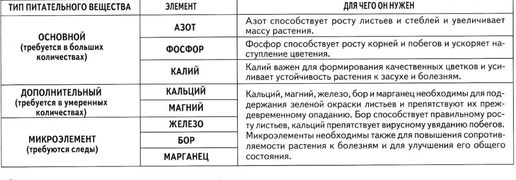 Схема подкормки роз в течении сезона