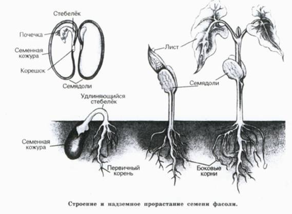 Проросток фасоли рисунок. Строение корня проростка фасоли. Строение семян прорастание семени. Строение проростка семя тыквы. Строение корня проростка семени тыквы.