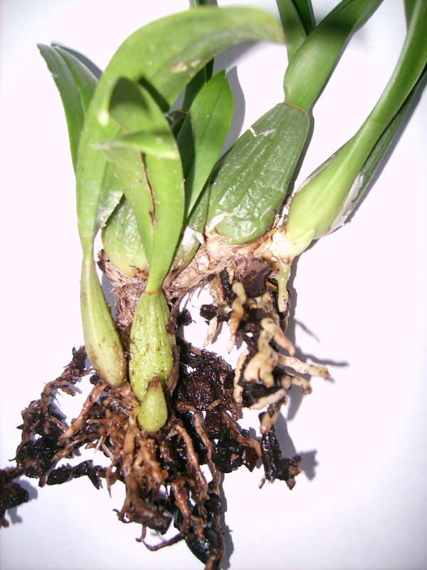 Воспитать корень. Орхидея онцидиум псевдобульба. Орхидея Камбрия псевдобульба. Онцидиум корни. Орхидея Камбрия Бульба что это.