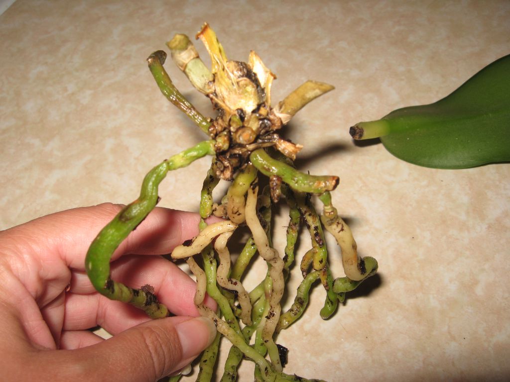 Как реанимировать подсохшую. Орхидея фаленопсис реанимация. Корни орхидеи. Орхидея без листьев.