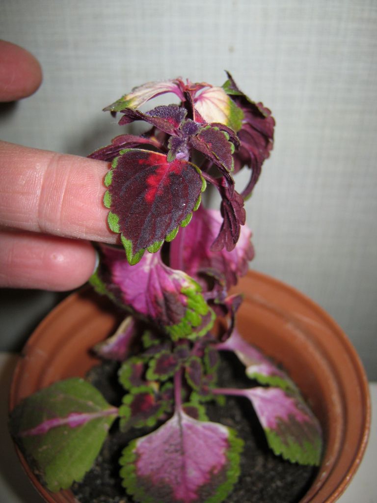 Колеус (Coleus)  Соленостемон ( Solenostemon ), или Декоративная крапивка  | Страница 11