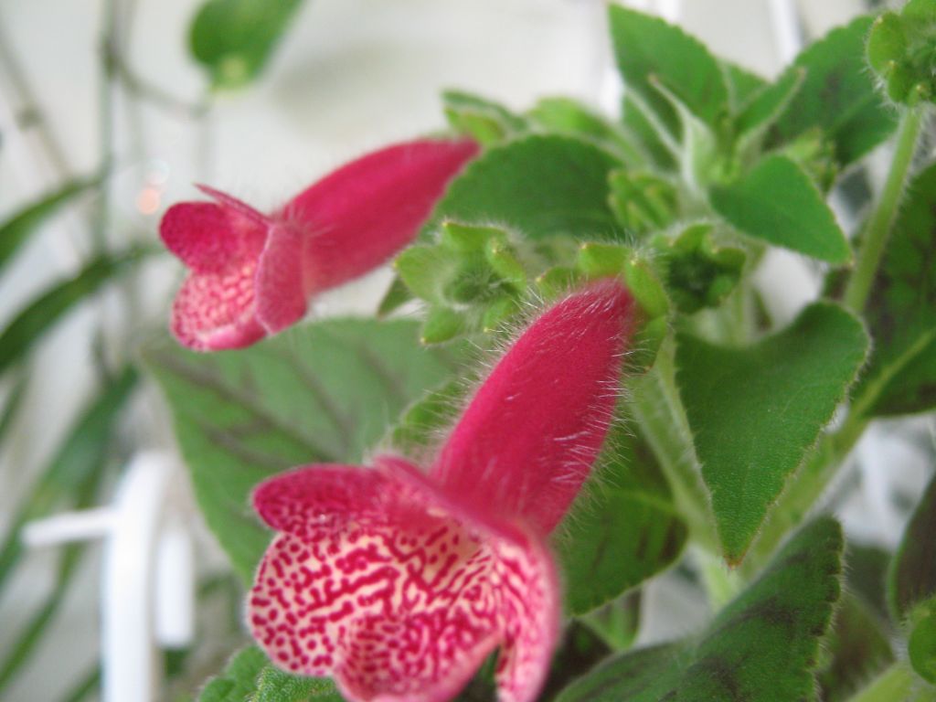 Калерия фото цветов Колерия (Kohleria) Страница 9