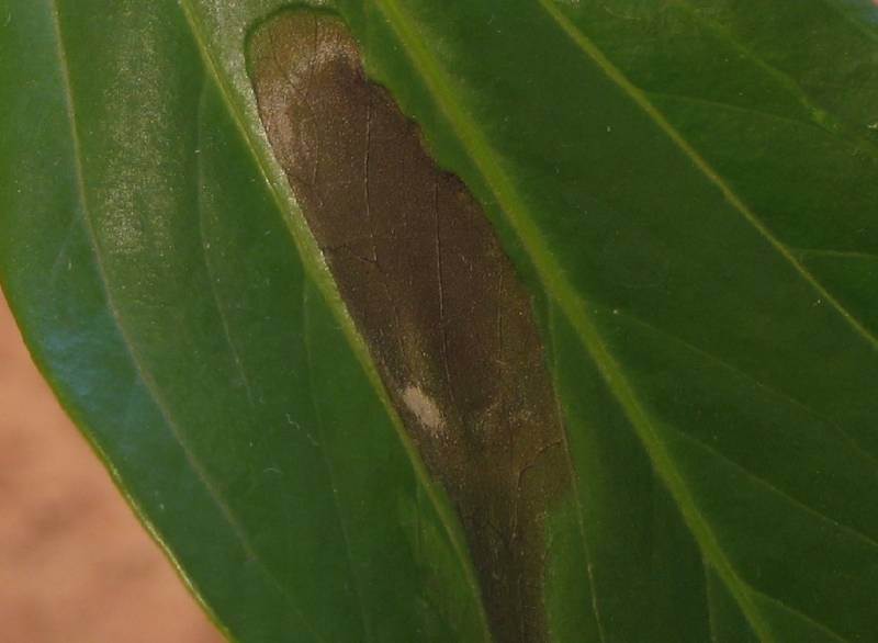 Щитовка на антуриуме фото листьев лечение