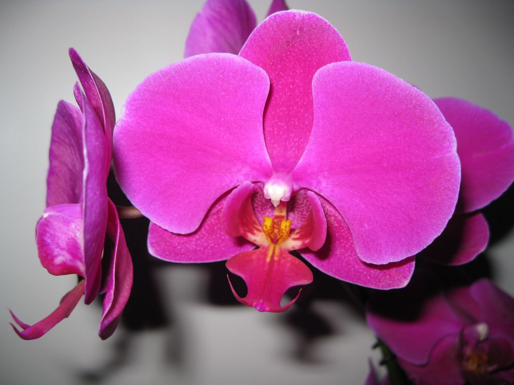 Орхидеи фото описание. Орхидея Pasadena. Фаленопсис Пасадена. Орхидея Phalaenopsis Pasadena. Фаленопсис Сангрия.