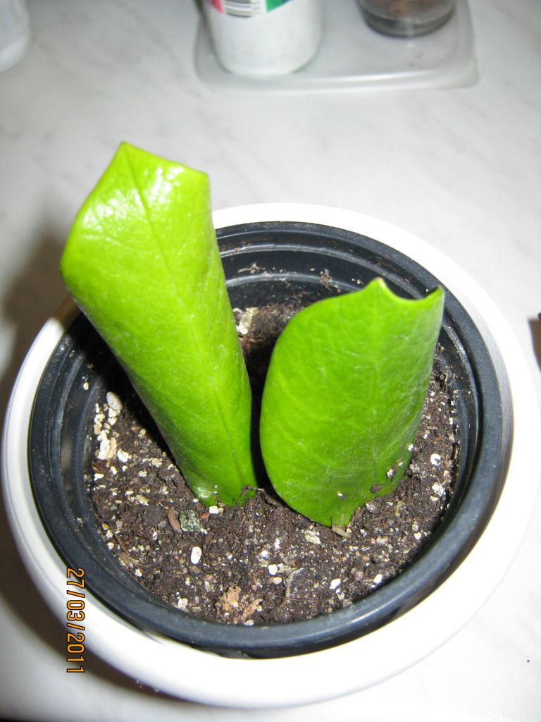 Замиокулькас размножение листом пошаговое фото в воде