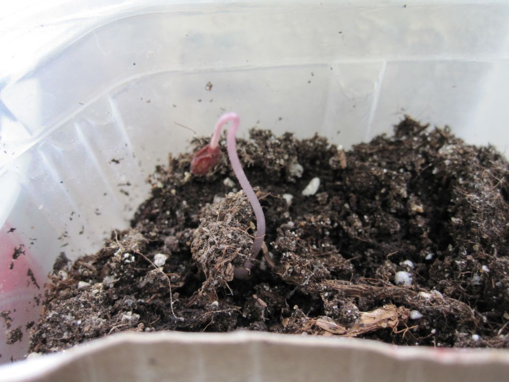 Выращивание цикламена из семян в домашних условиях пошаговое фото