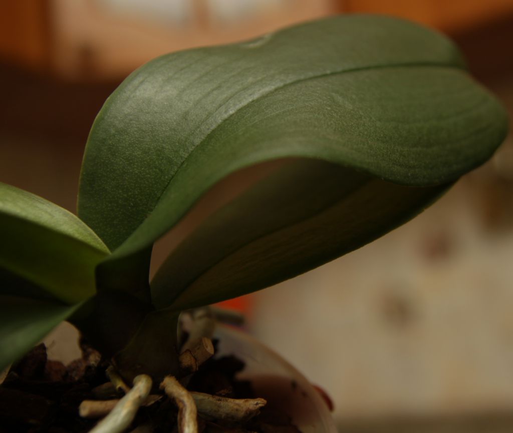 Опало листья орхидеи