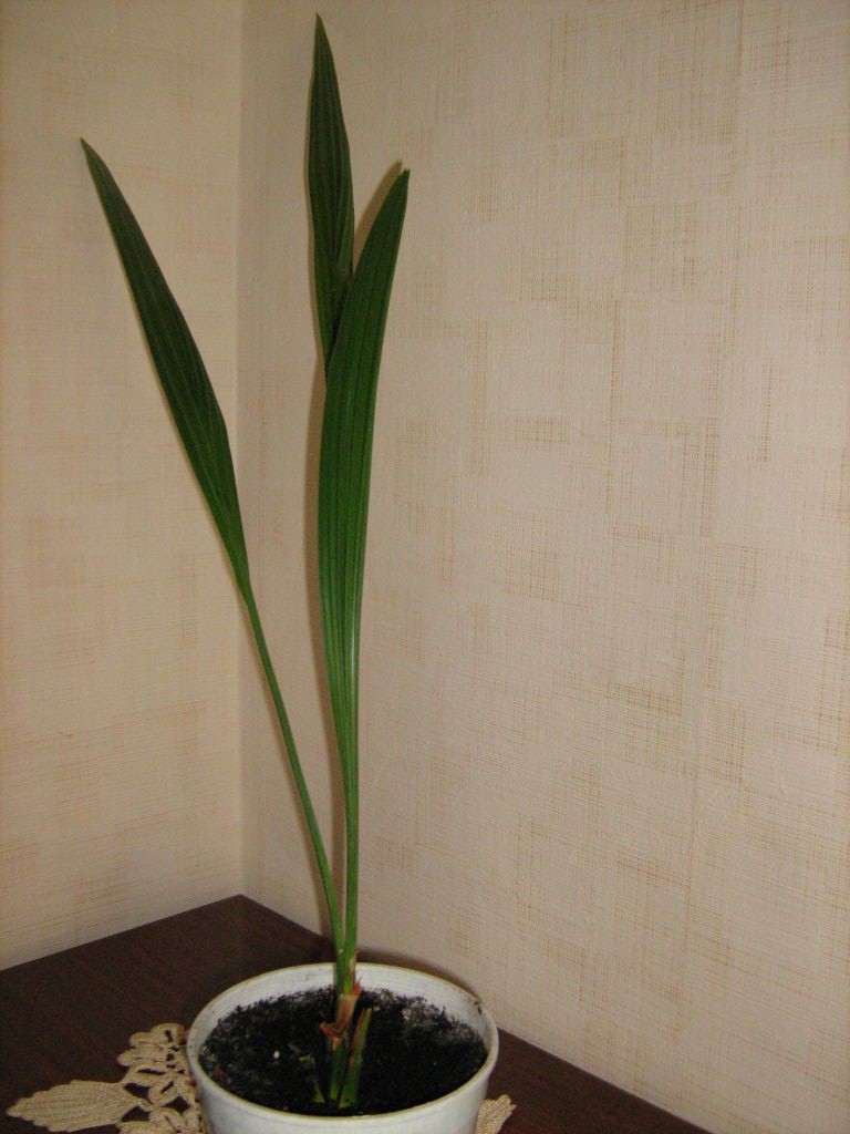 Финиковая пальма из косточки фото по годам