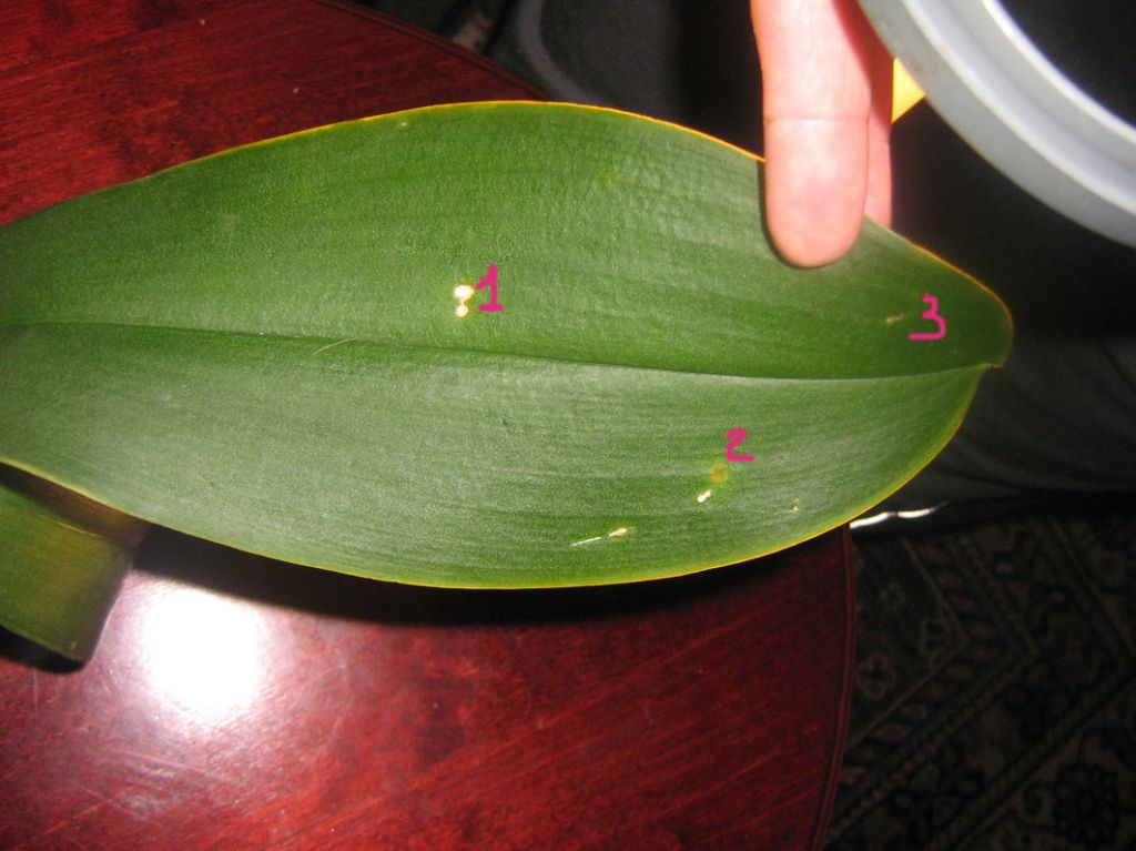 Заболевания орхидей фото и описание и лечение