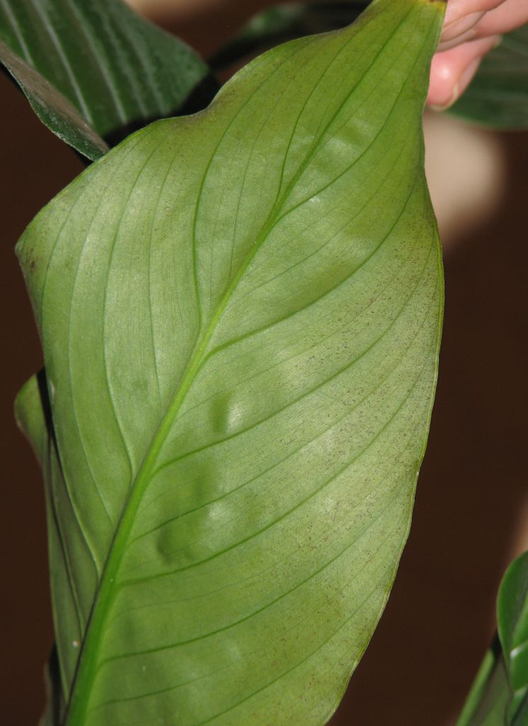 Болезни листьев спатифиллума с фото