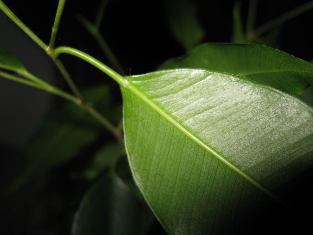 Ficus benjamina Leaf