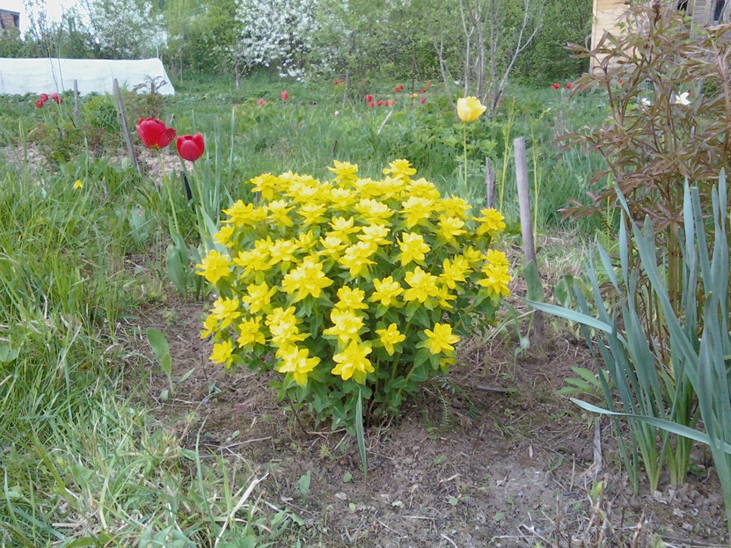 Молочай солнцегляд фото и описание