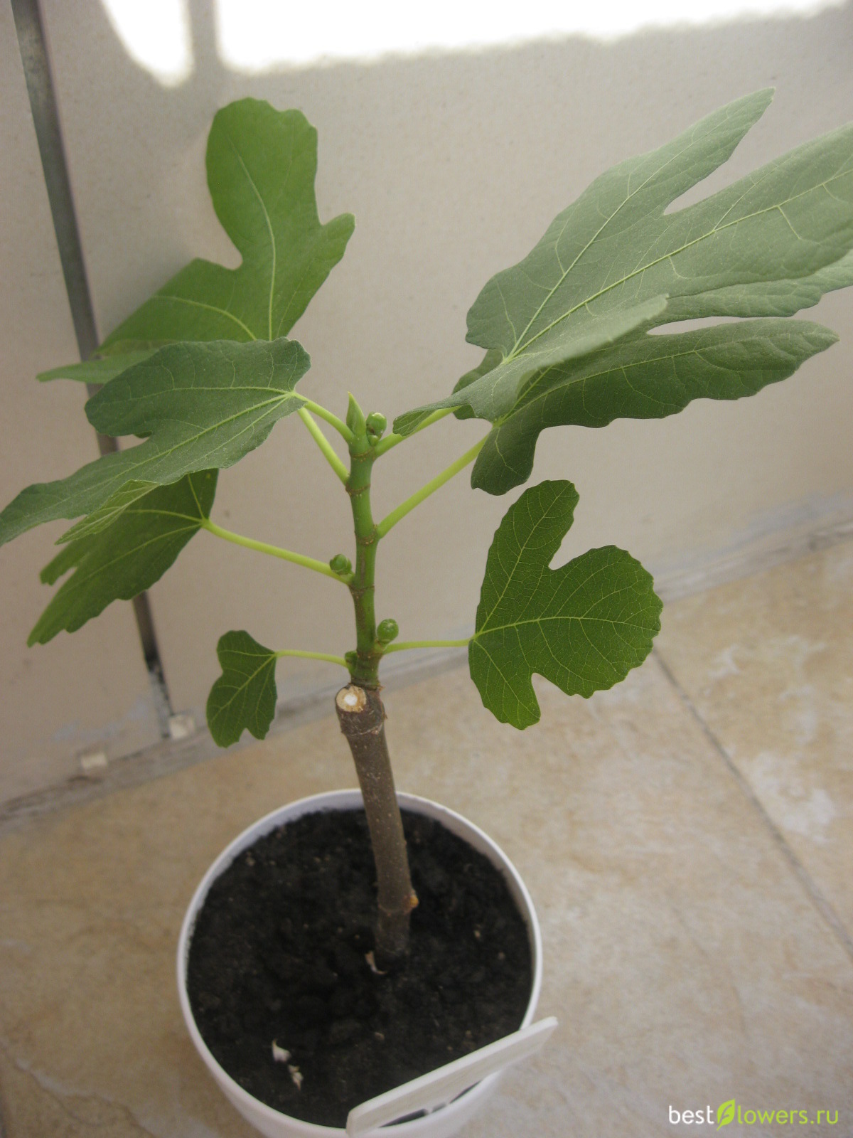 Инжир (Ficus carica)