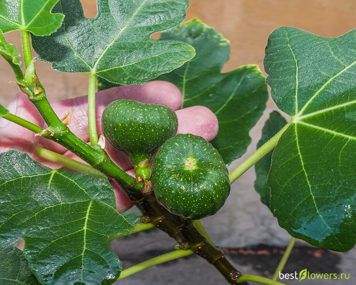 Инжир (Ficus carica)