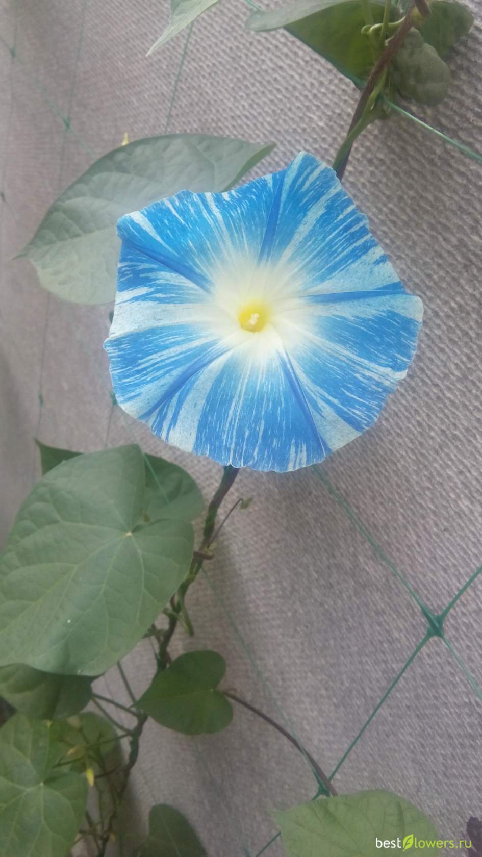 Цветок ипомея флаинг соурсес. Ипомея флаинг. Ипомея флаинг соурсес. Ипомея леди гамильтон. Ипомея кикио заки.