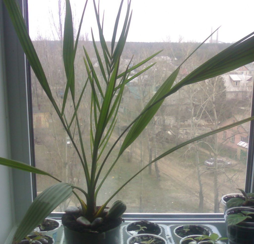 Пальма из финиковой косточки в домашних условиях фото