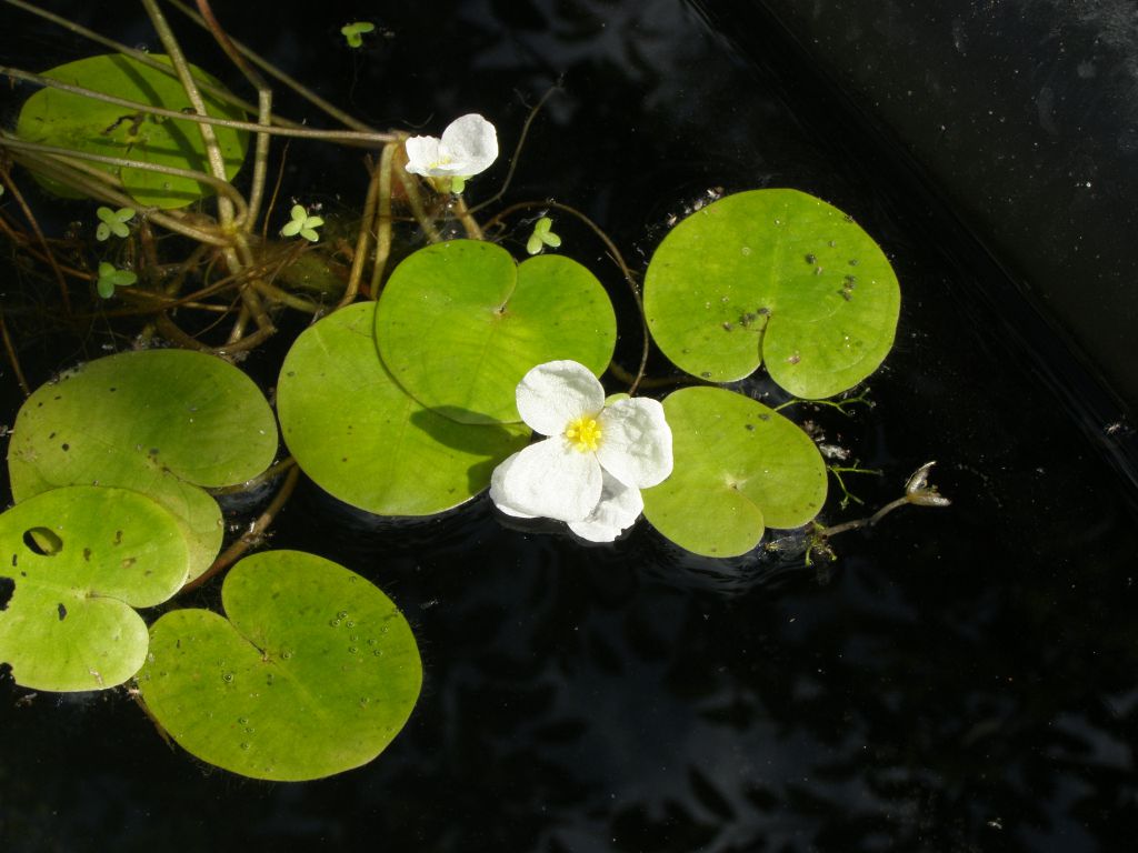 Водокрас фото как выглядит