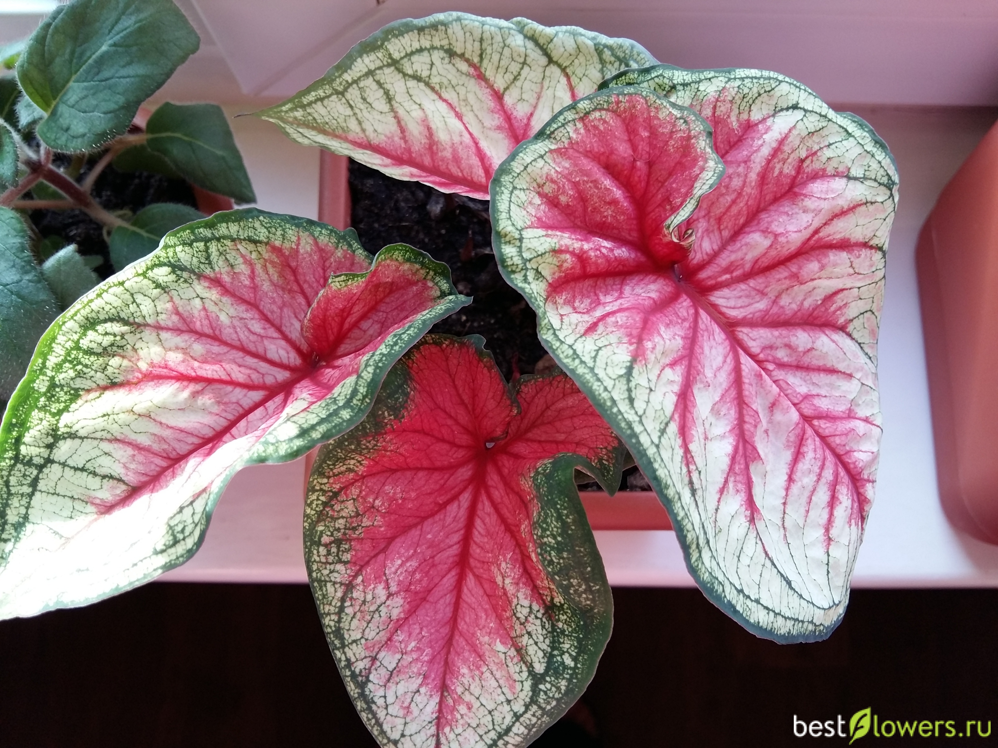 Caladium Saga