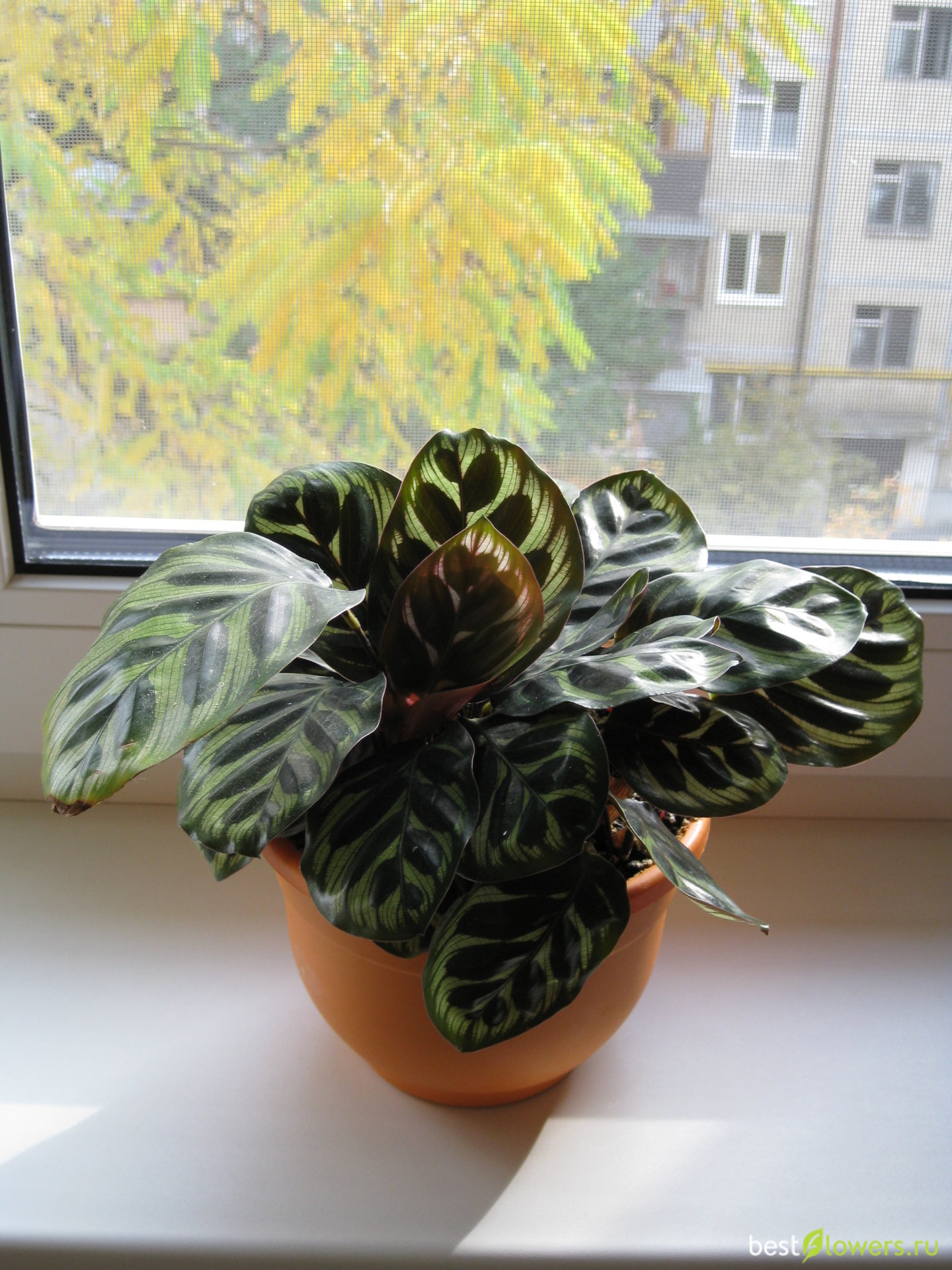 Калатея Макоя Calathea makoyana