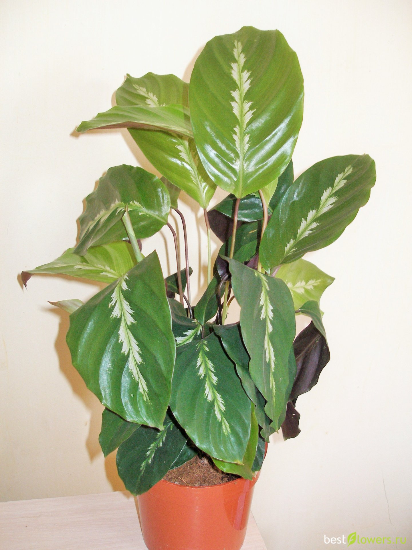 Калатея Луизы (Calathea louisae