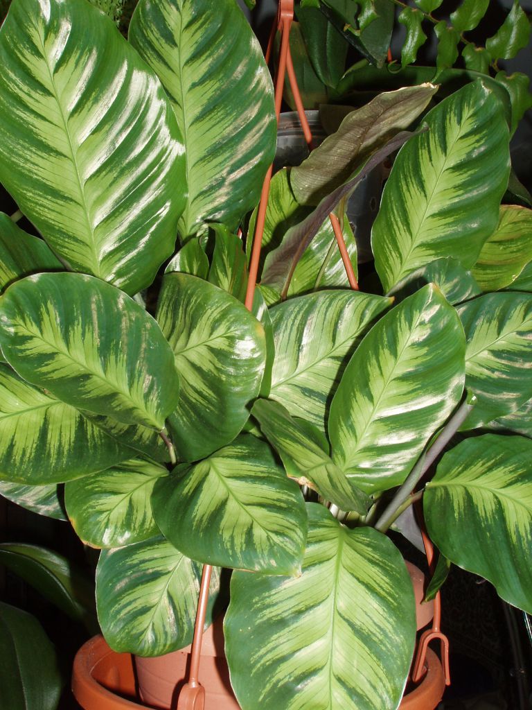 Калатея Луизы (Calathea louisae