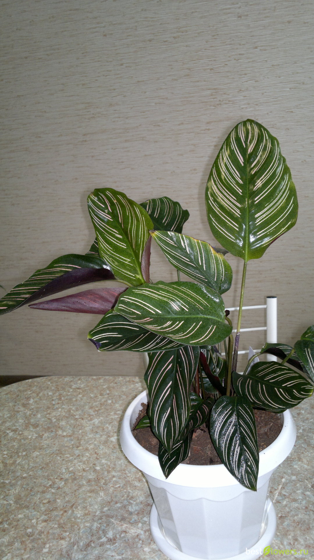 Calathea сандериана