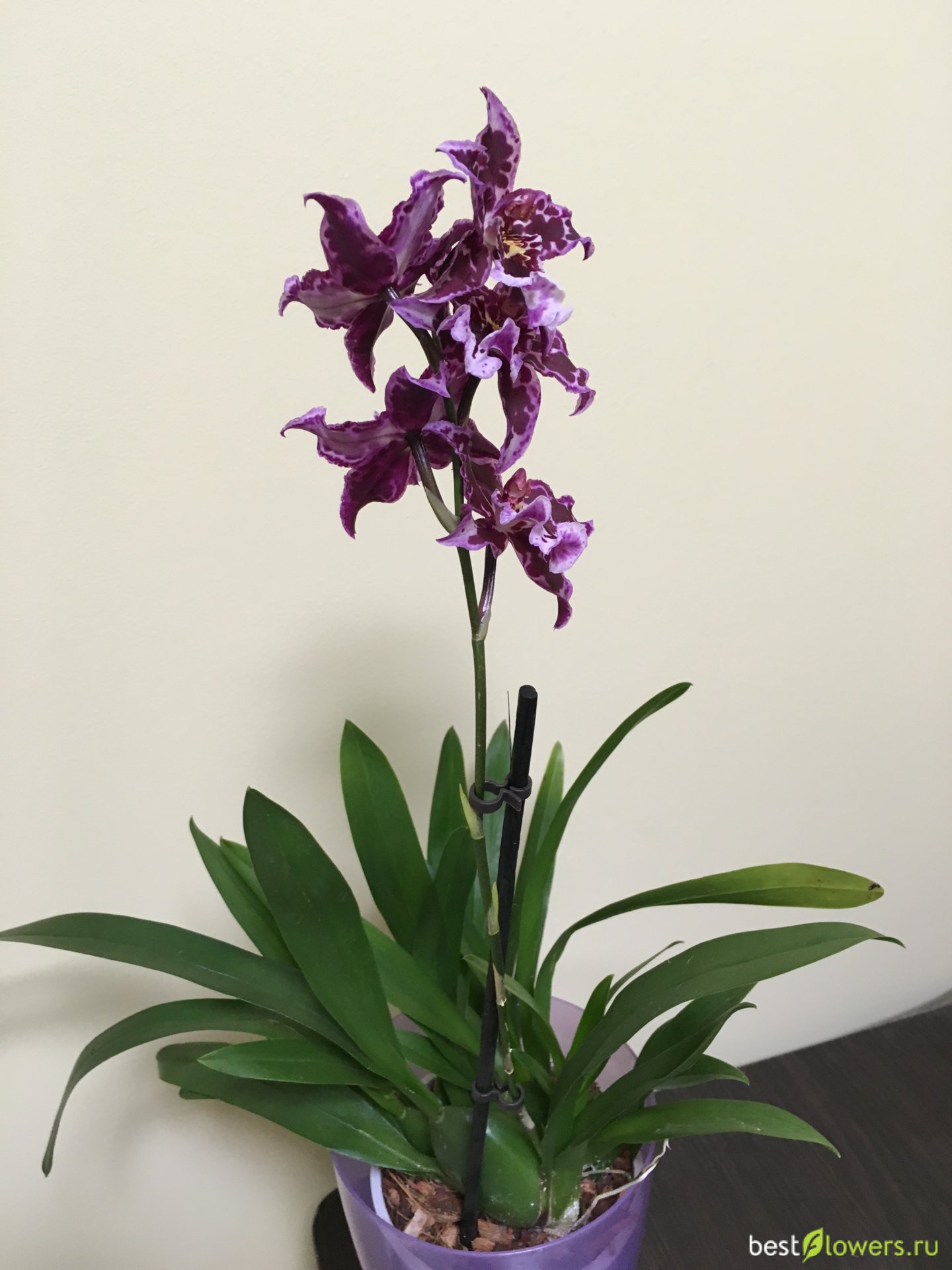 Орхидея Камбрия Маргарита