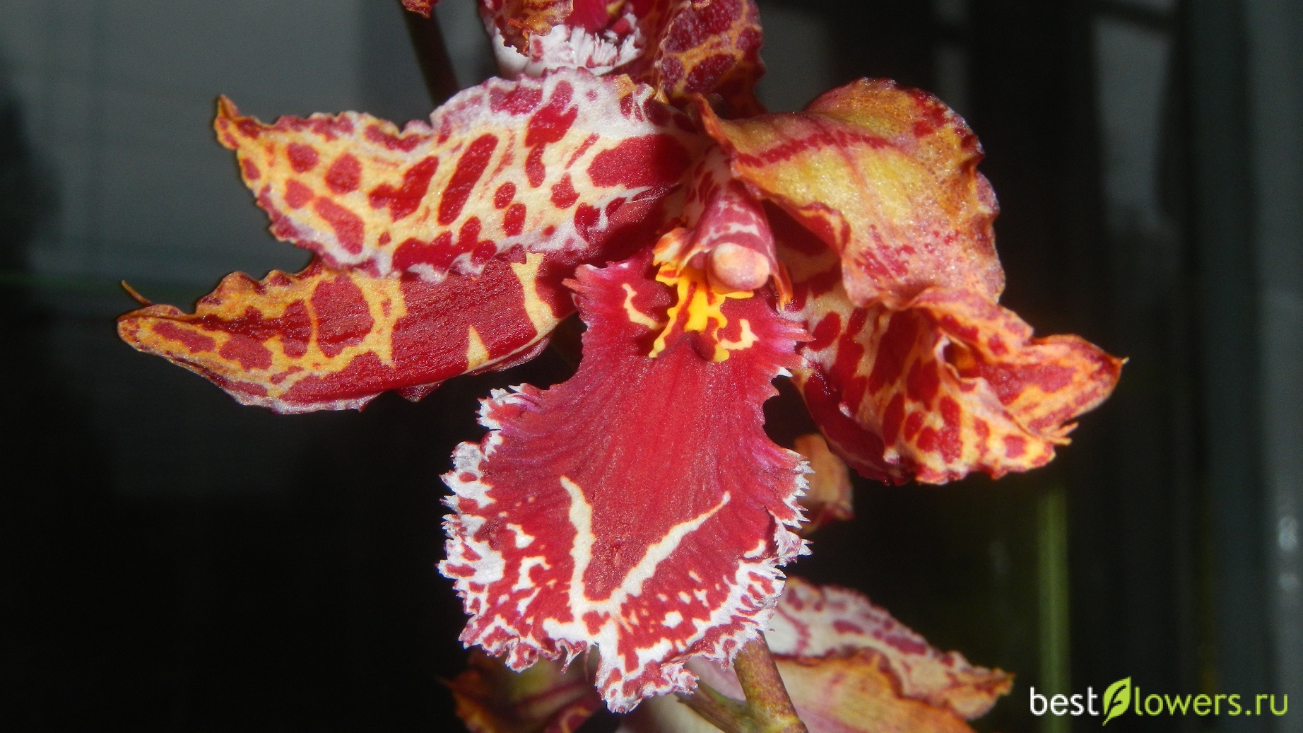 Орхидея Камбрия Одонтиода