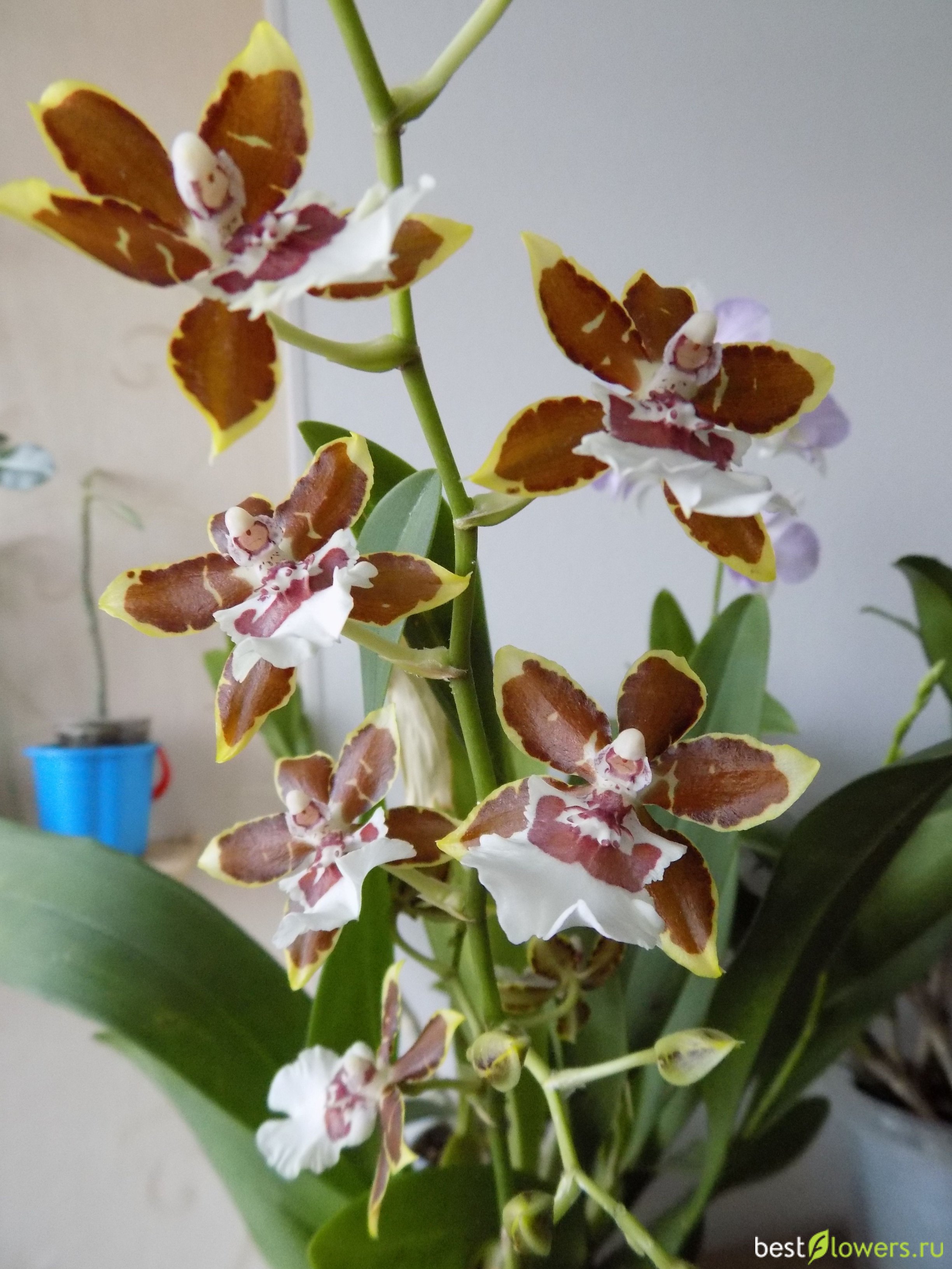 Орхидея Камбрия белая