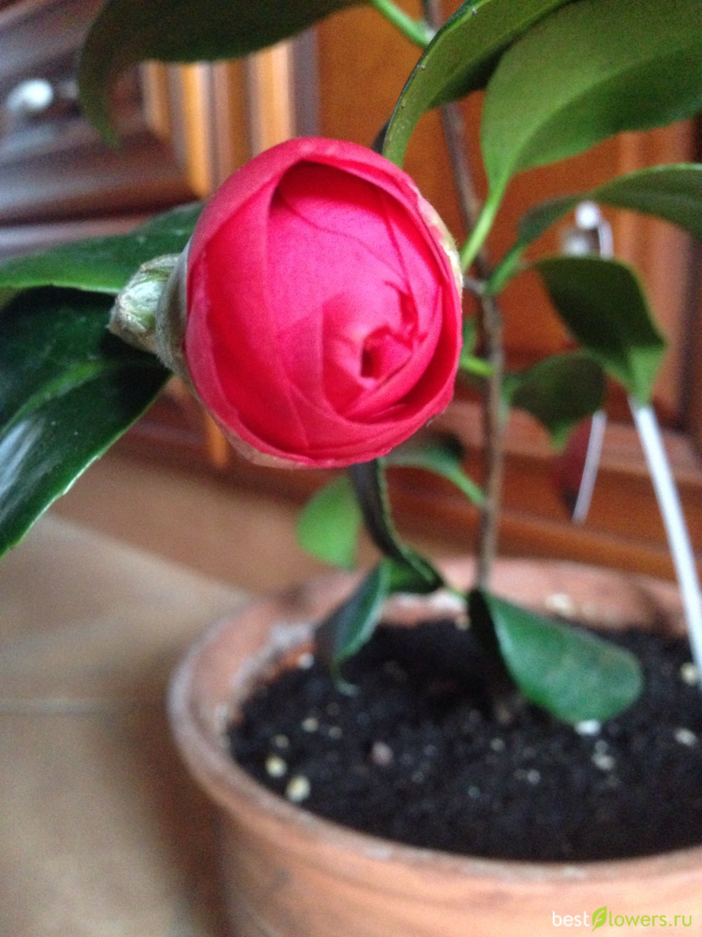 Camellia japonica Lady Campbell