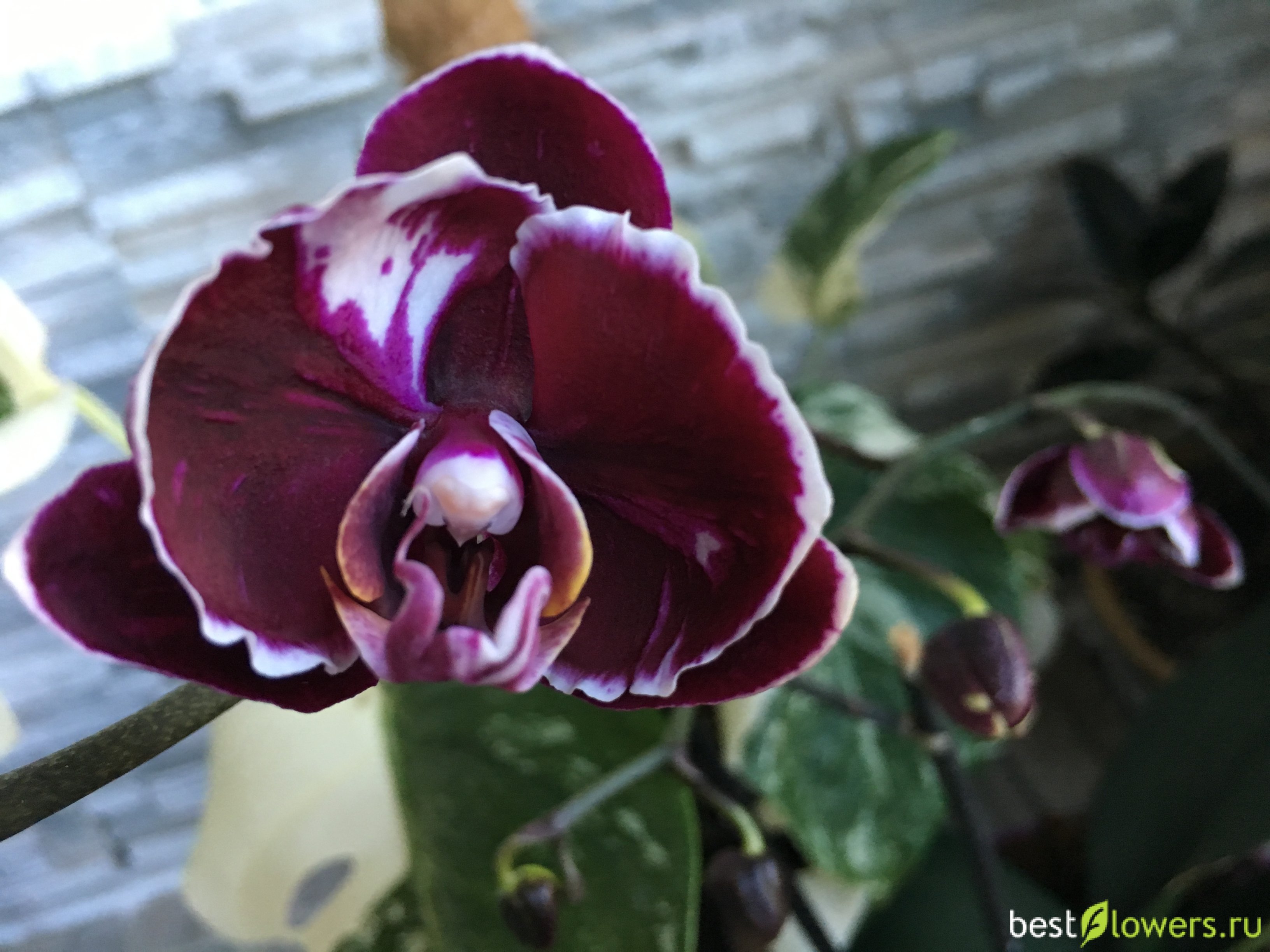 Орхидея бронзовый будда фото и описание сорта