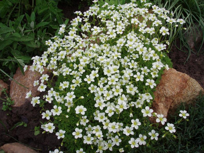 Камнеломка цветок садовый многолетний фото посадка