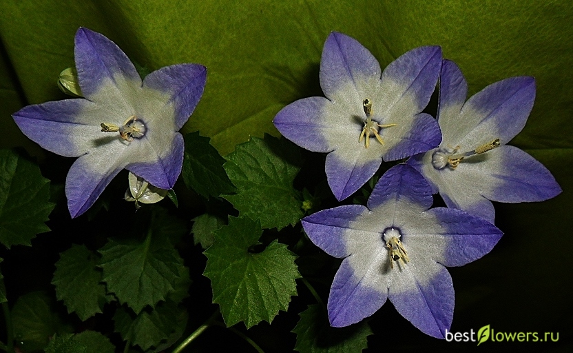 Кампанула жених биколор