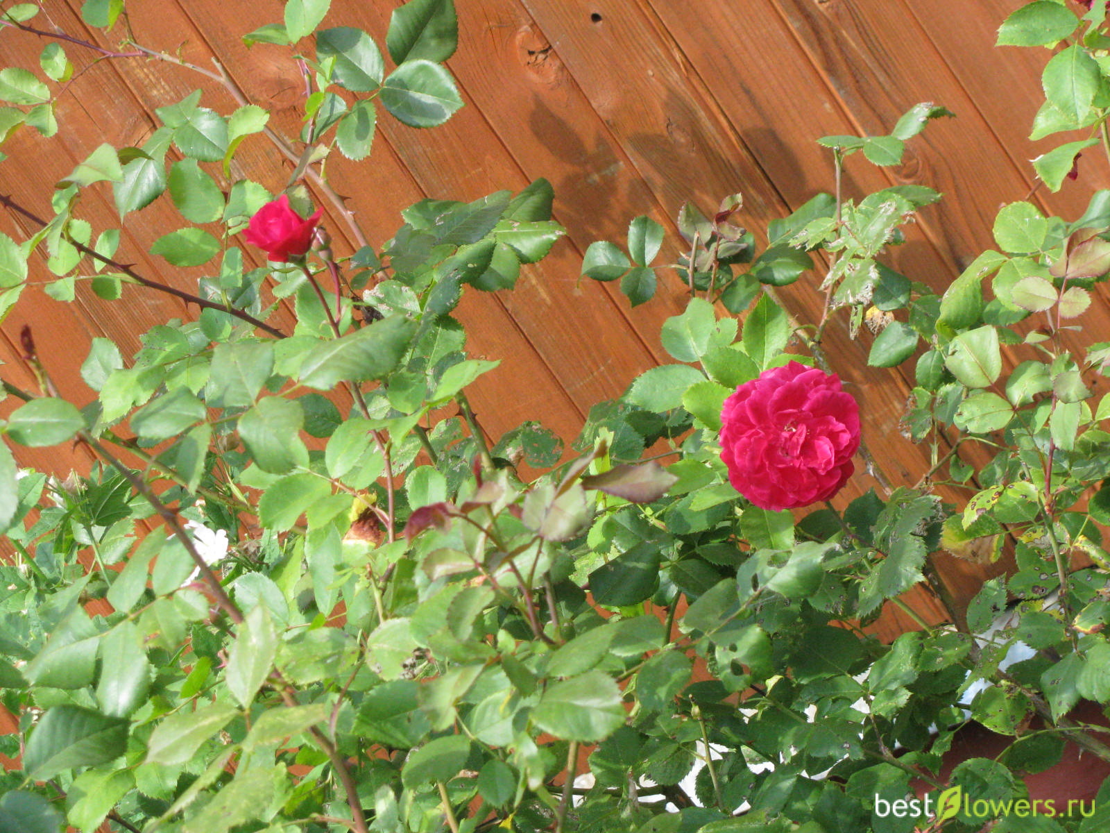 Роза канадская с красным стеблем