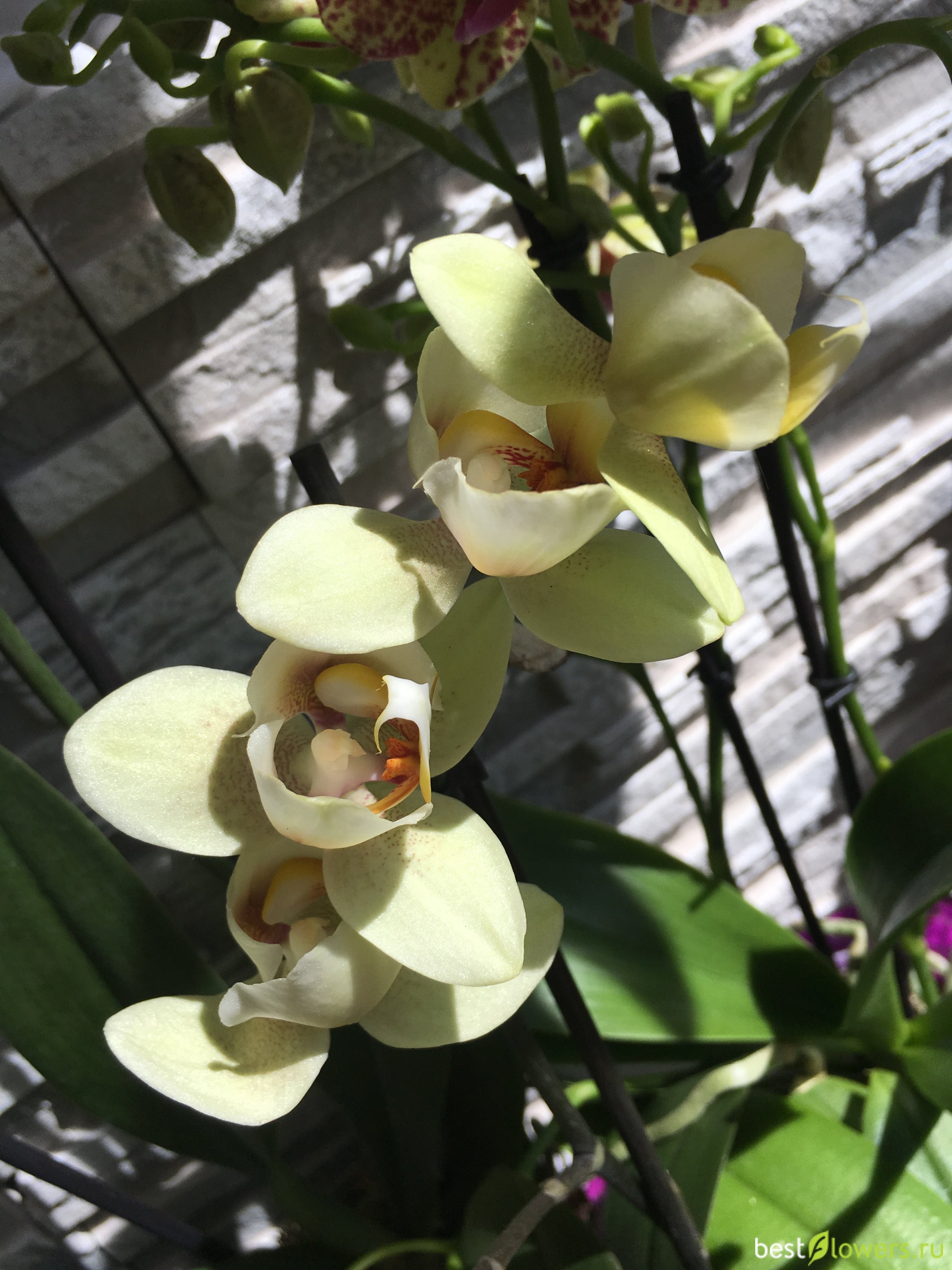 орхидея канкун фото