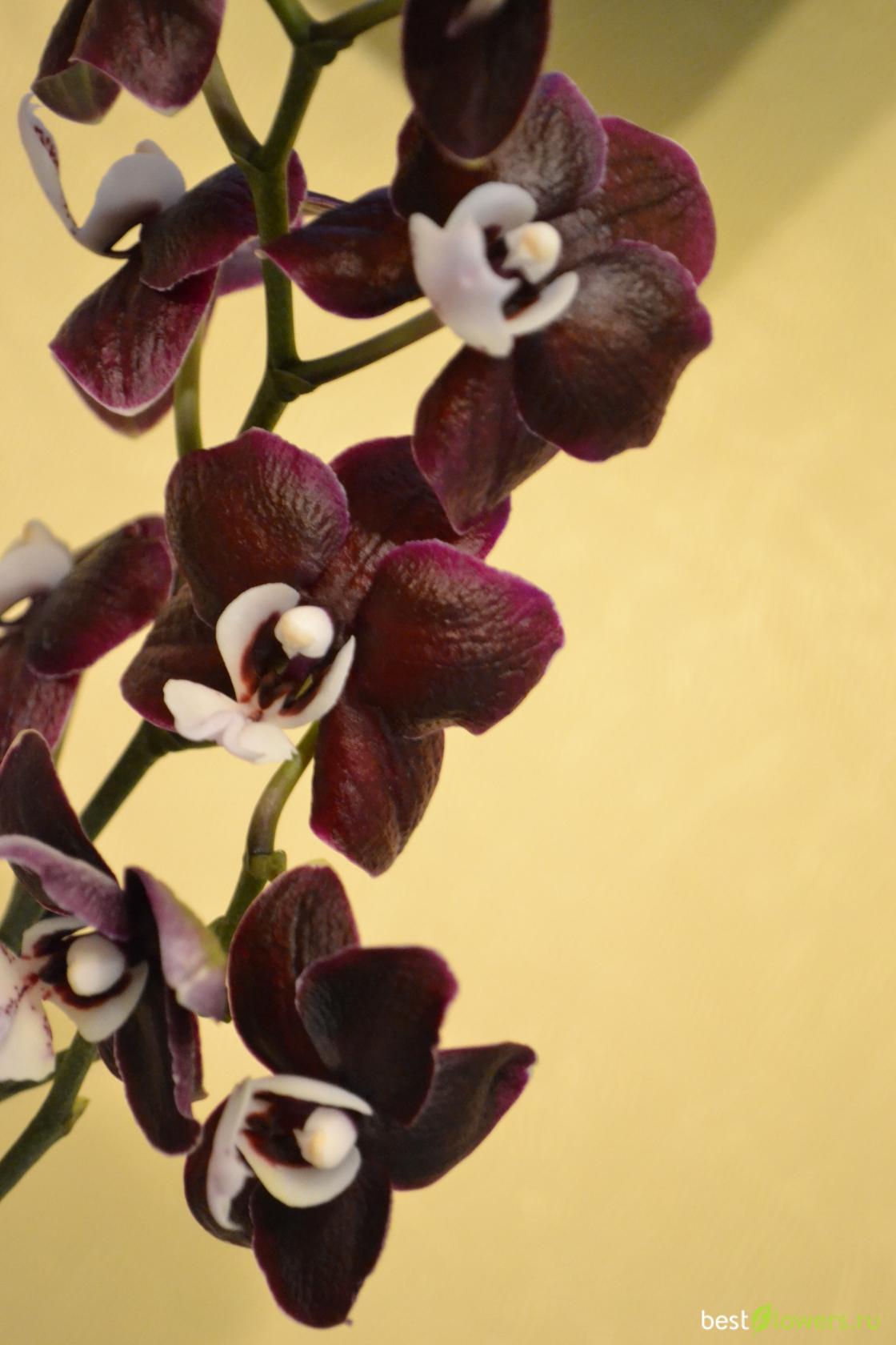 Сорт орхидеи Каода