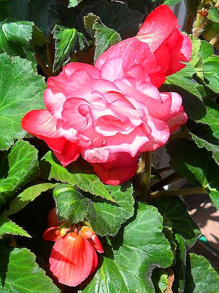 Комнатный цветок флоренция