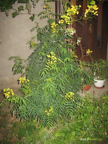 Кассия растение в домашних условиях фото