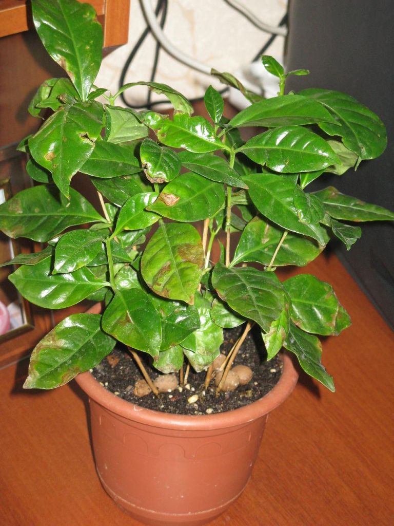 Кофейное дерево сохнут листья. Кофе Арабика растение. Кофе Арабика комнатное растение болезни. Кофейное дерево комнатное. Кофейное дерево домашнее.