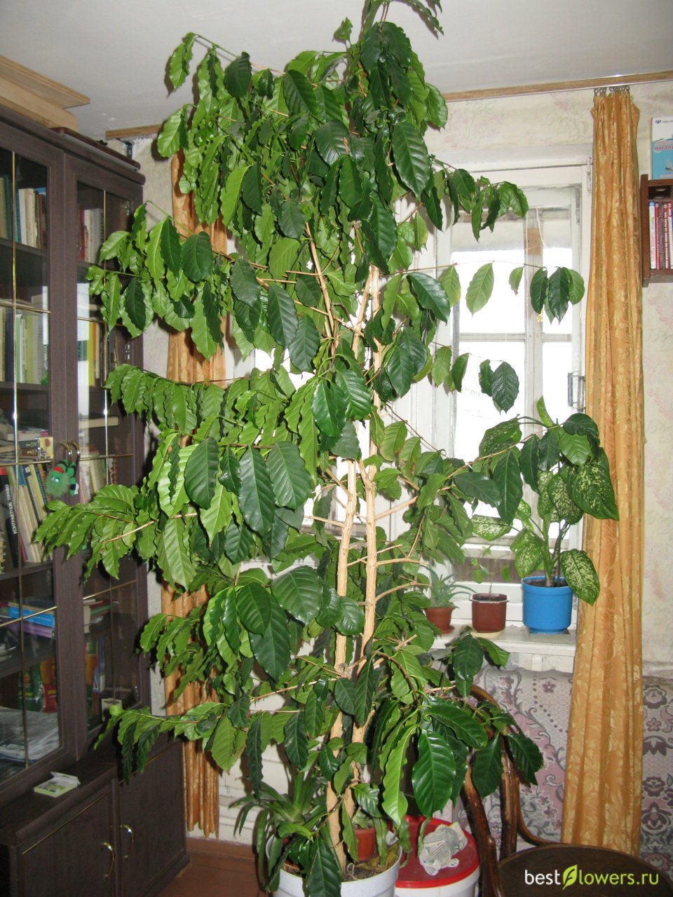 Кофе комнатное растение уход в домашних условиях фото
