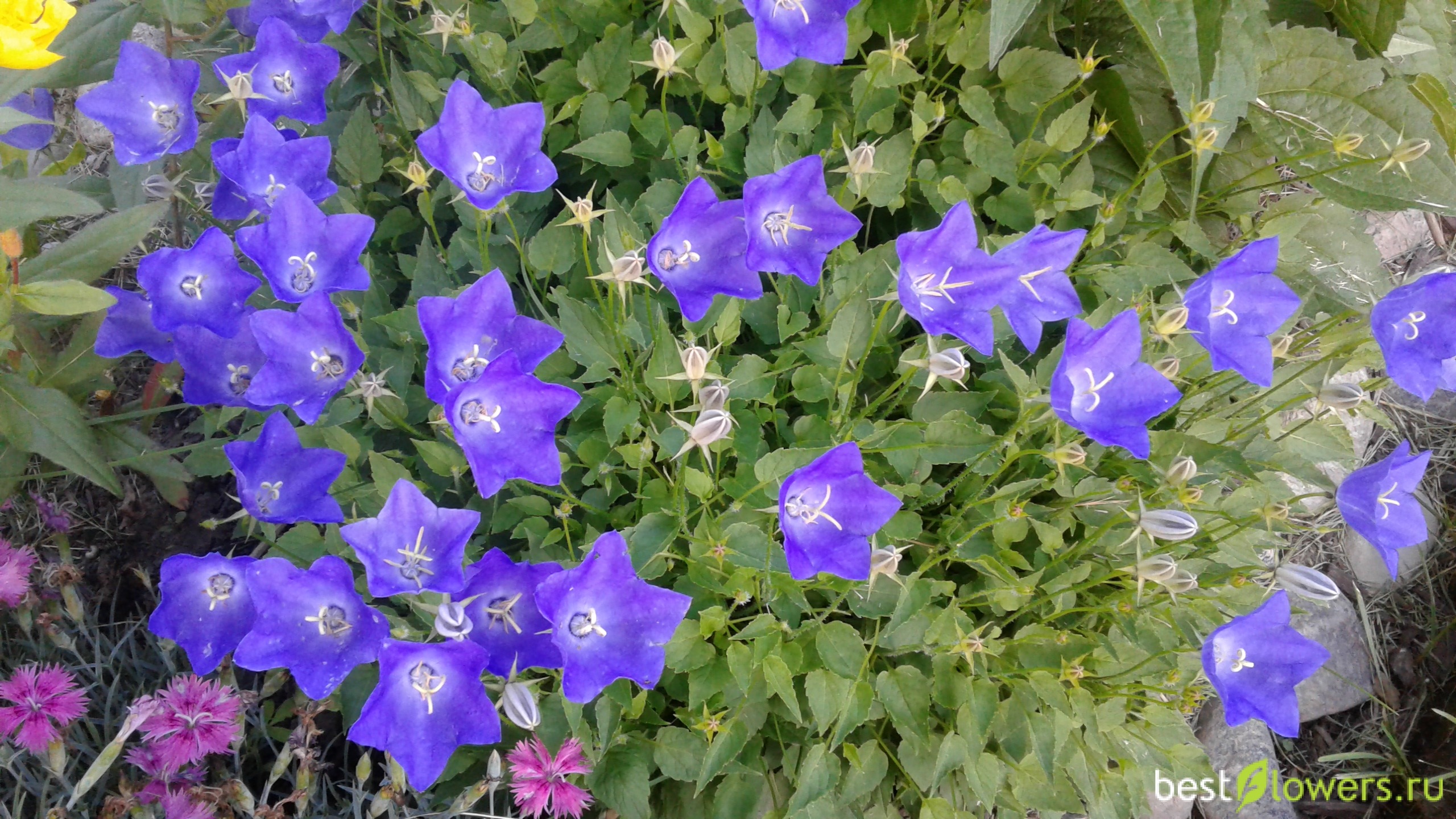 Колокольчик многолетка. Колокольчик Карпатский (Campanula Carpatica). Колокольчик гарганский Филлигри синий. Кампанула Садовая многолетняя. Колокольчик персиколистный многолетний сорта.