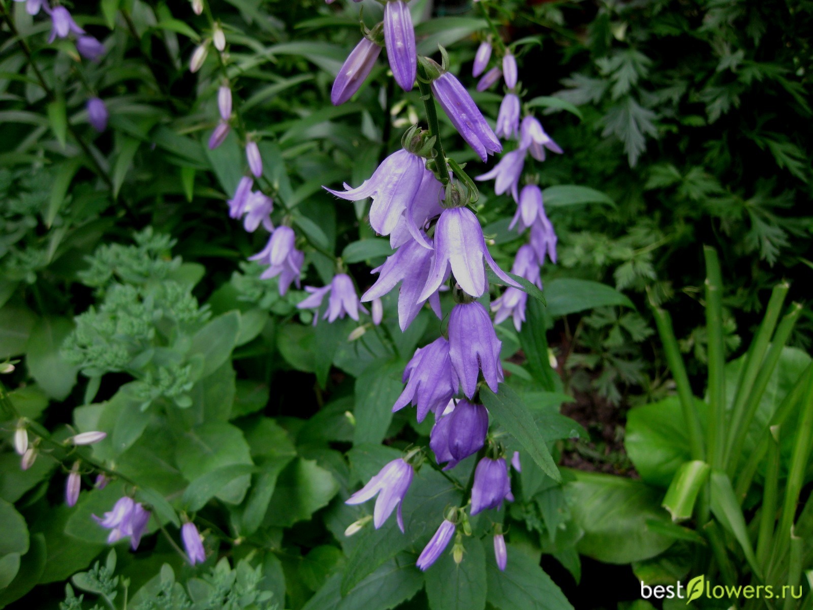 Колокольчик рапунцелевидный(Campanula rapunculoides l.)