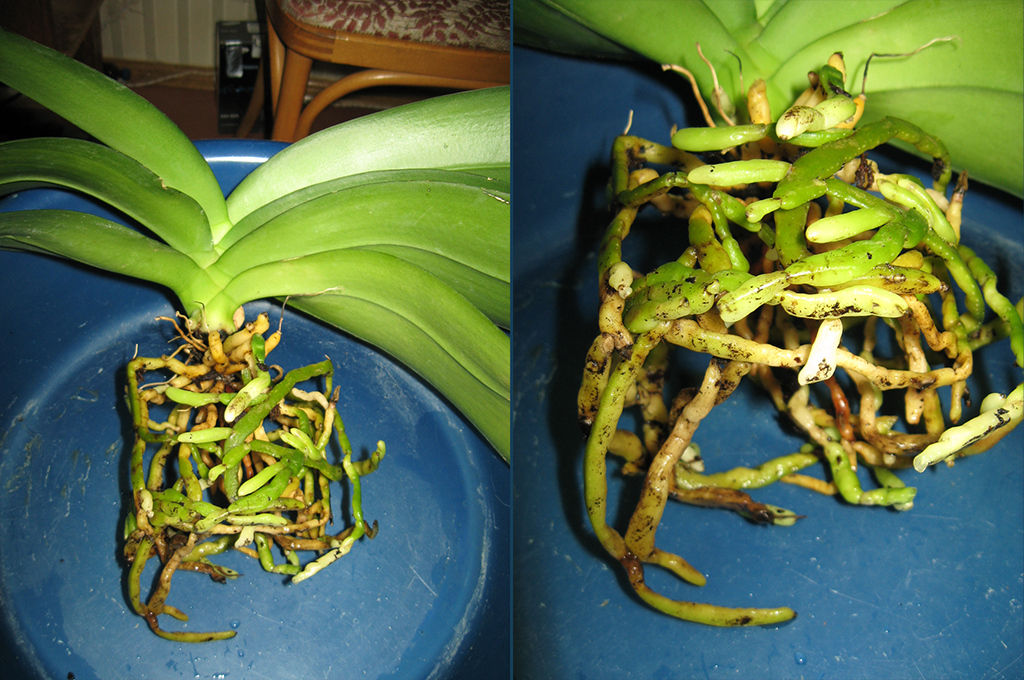 Болезни корней орхидей фаленопсис и их лечение с фото