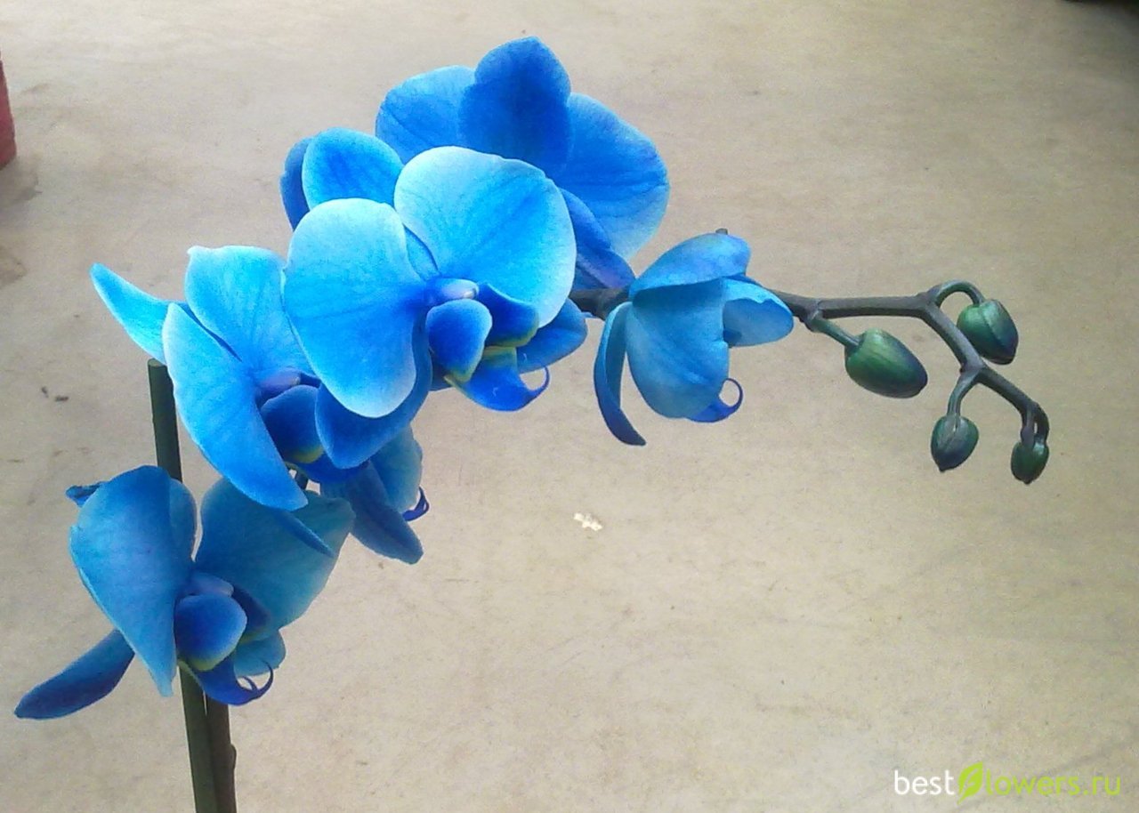 Королевская Орхидея голубая