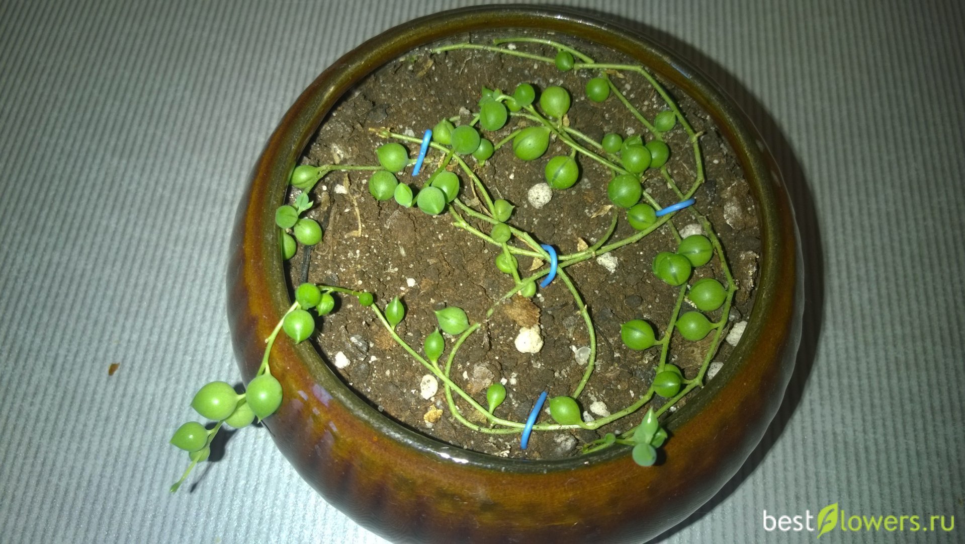 Крестовник Роули Размножение фото 23