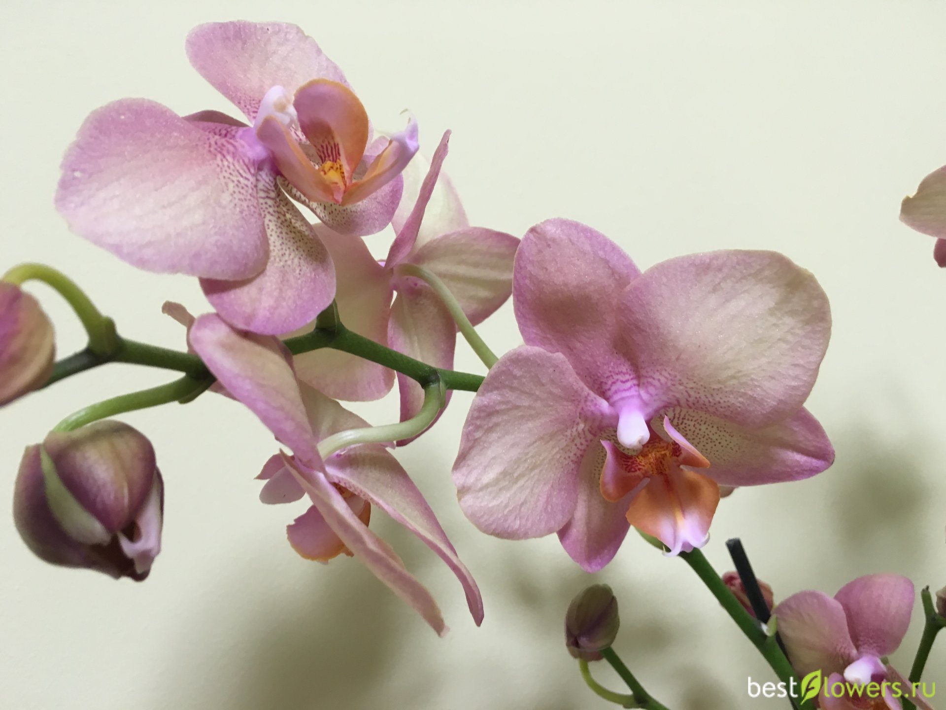 Орхидея фаленопсис легато