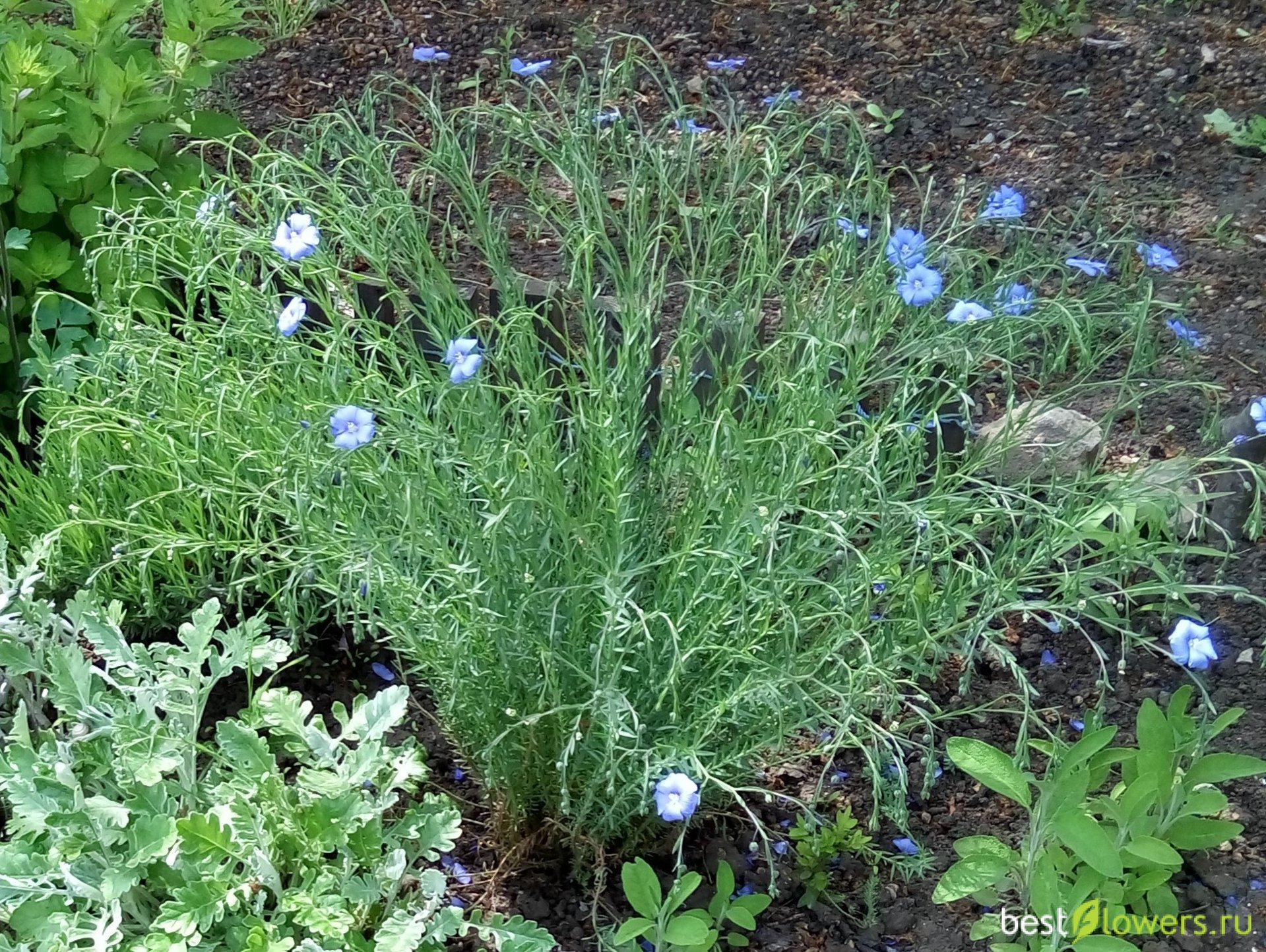 Лен многолетний Linum perenne